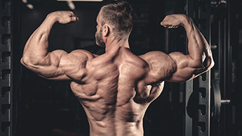 Quod idoneitatem apparatu potest adhiberi humero musculus disciplina?